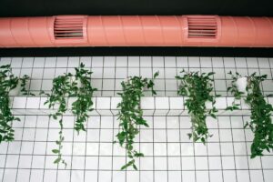 Indoor scene with green plants against tiled walls and pink ventilation pipe.